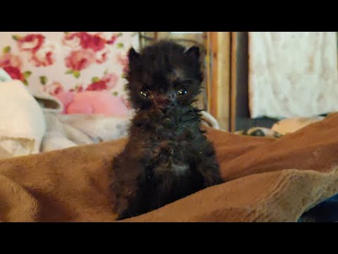 The Story of Lazarus: The Kitten With Tetanus and a Chewed off Limb