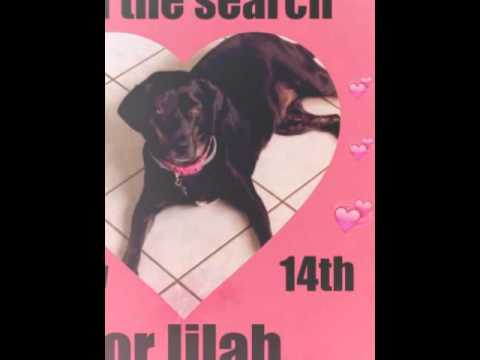 download lagu mp3 mp4 For The Love Of Lilah, download lagu For The Love Of Lilah gratis, unduh video klip For The Love Of Lilah