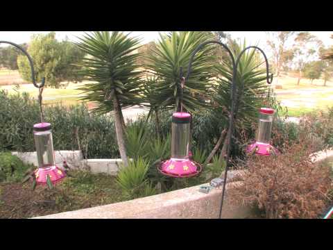 30 minutes! 3 Hummingbird Feeders Before Sunset! (in HD)