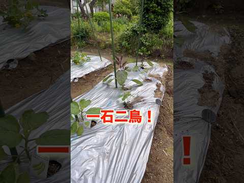 ゼラニウムと組み合わせる植物はどれですか?庭や野菜畑にぴったりの12種類のコンパニオンプランツ  庭園