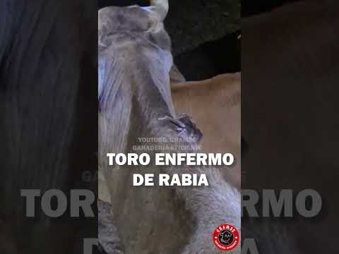 Este toro presenta un caso de rabia bovina #campo #ganado #zootecnia #veterinaria
