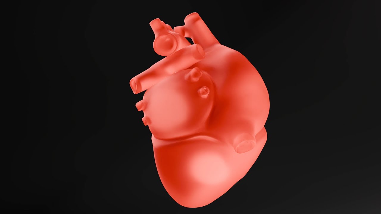 心臓 3Dモデル
