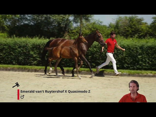Epernay van de Wittemoere Z