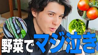 家庭菜園の採れたて野菜を食べたら美味すぎて号泣するスタンミ