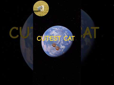 Cute White Cat Short Film | Meet dada 🐾 The Playful AI Kitty ✨