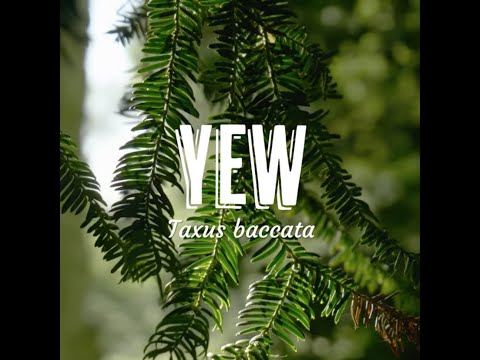 Tree Tuesday thumbnail 1