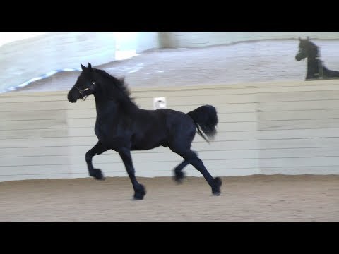 Xenon at Iron Spring Farm, 2017