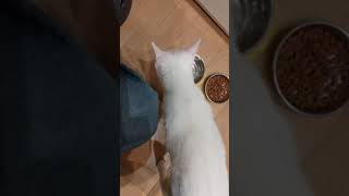 おねだりあめちゃん