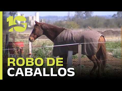 Robaron cuatro caballos para cobrar el rescate en un hípico de Villa Allende