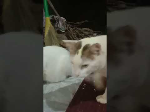 Dinku & Thor breakfast time | A new day