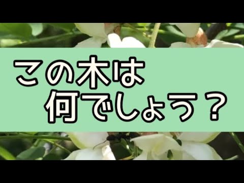 白い花を持つスノーボールまたはオビエガマズミ属の低木