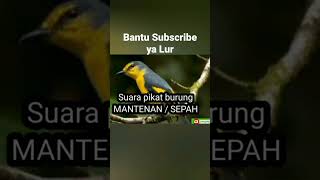 Download lagu suara pikat mantenan vs jingjing batu mp3 Download lagu suara pikat mantenan vs jingjing batu mp3