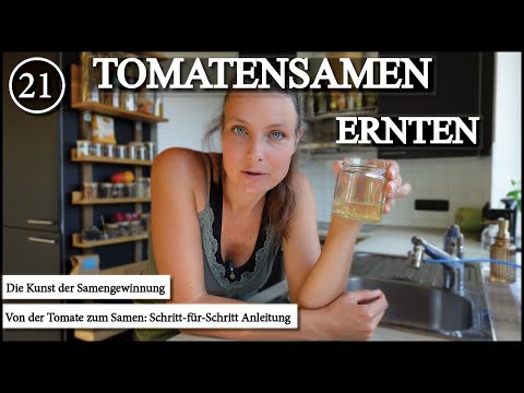 Tomaten - Samen 🍅 selbst gewinnen: So einfach geht's!