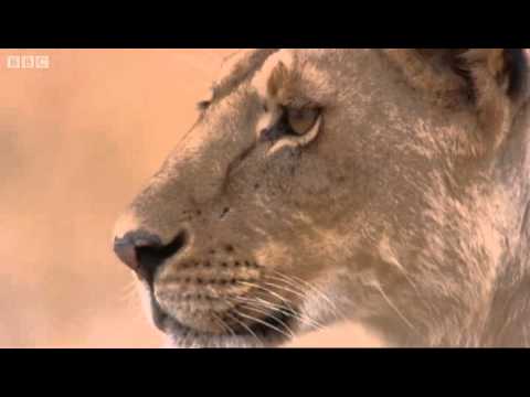 Lioness vs Cheetah | Big Cat Diary | BBC