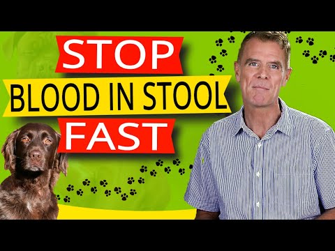 How to Stop Blood In Your Dogs Stool (Best Proven Remedy)