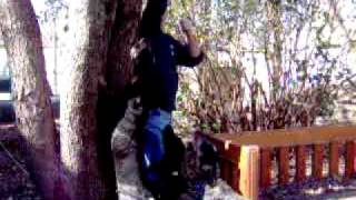 tree training 024.MPG