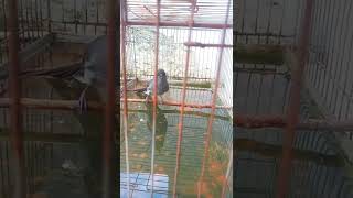 Download lagu Murai Air Nembak Sambil Mandi#shorts mp3 Download lagu Murai Air Nembak Sambil Mandi#shorts mp3