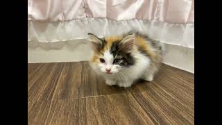 ノルウェージャンフォレストキャットの動画01