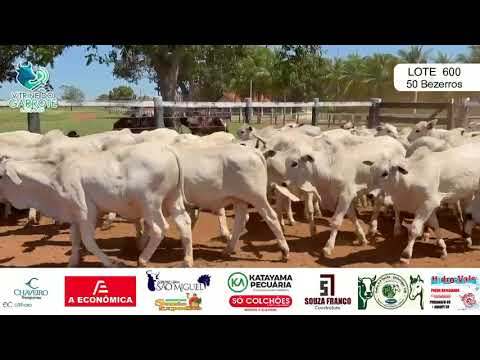 Lote 600 - 50 bezerros nelore EXTRA  São Miguel do Araguaia-Goiás 