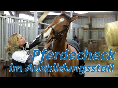Pferdecheck im Ausbildungsstall - Ariane Telgen hilft im Stall Hempel & Freericks