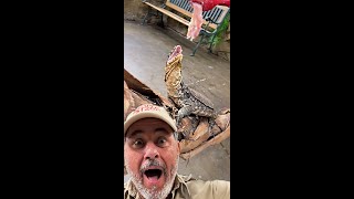 Why I Make My Monitor Lizards Chase Their Food – Exercise + Enrichment💥