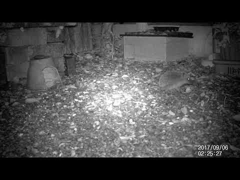 170906 little scratch & sniff