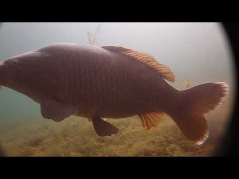 Duiken in de boschmolenplas. Vele soorten vis 15-08-2020