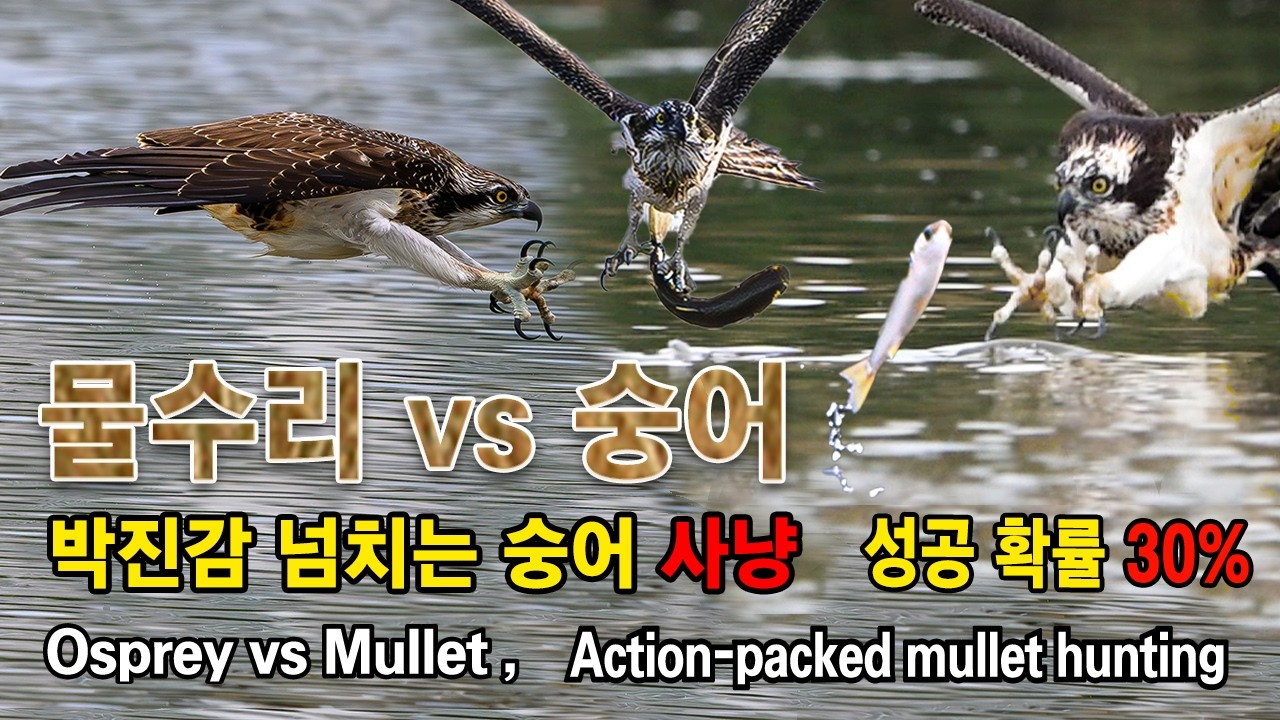 물수리 유튜브 썸네일