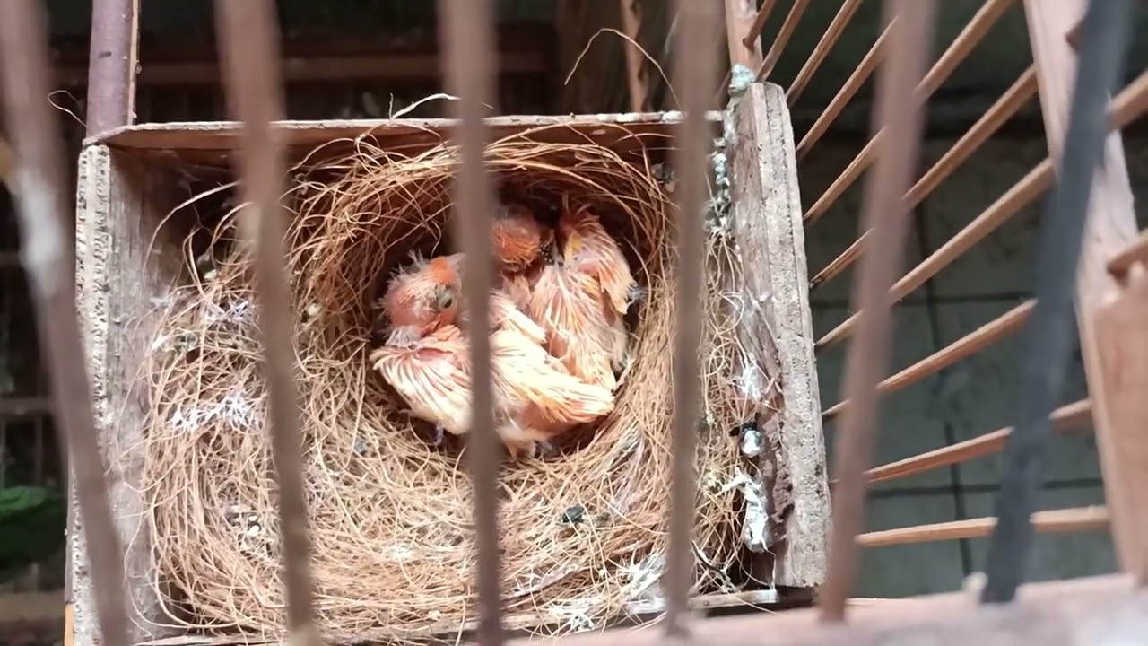 Putar video Perawatan Anak Kenari Umur 2 Minggu || Sudah Dipenuhi Bulu Besar sekarang Perawatan Anak Kenari Umur 2 Minggu || Sudah Dipenuhi Bulu Besar