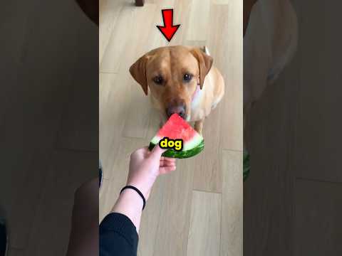 Never Give Your Dog a Small Bite 🐕