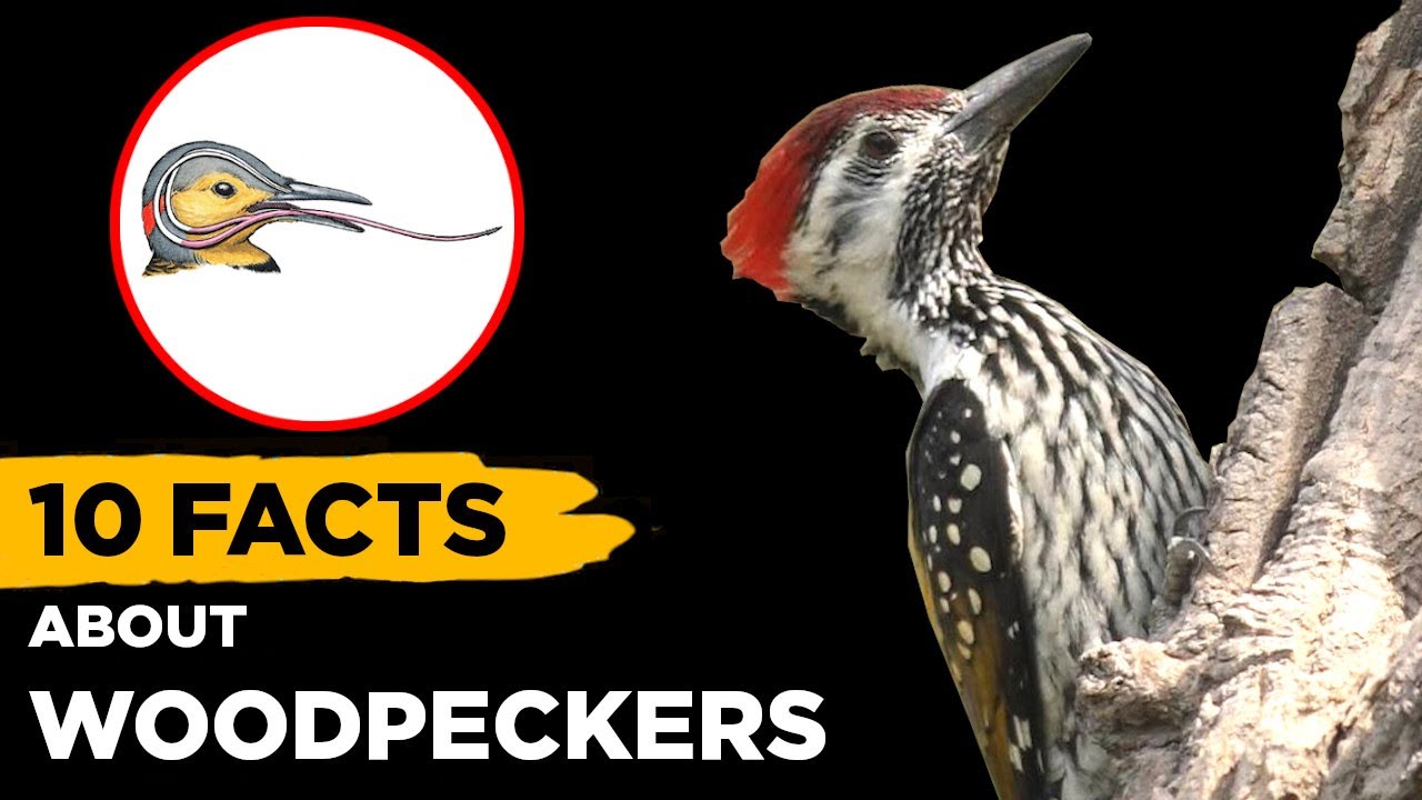 10 Fascinating Facts About Woodpeckers That Will Blow Your Mind