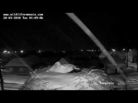 Barza albă, Cărpiniș 2018.03.20 Barza vizitată de o cucuvea