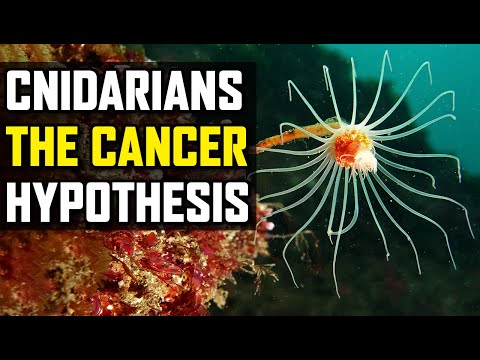 Cnidarians: Cancer Cells Evolve Into Animals?
