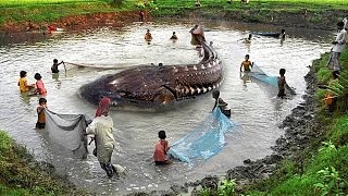 10 Biggest Sea Creatures