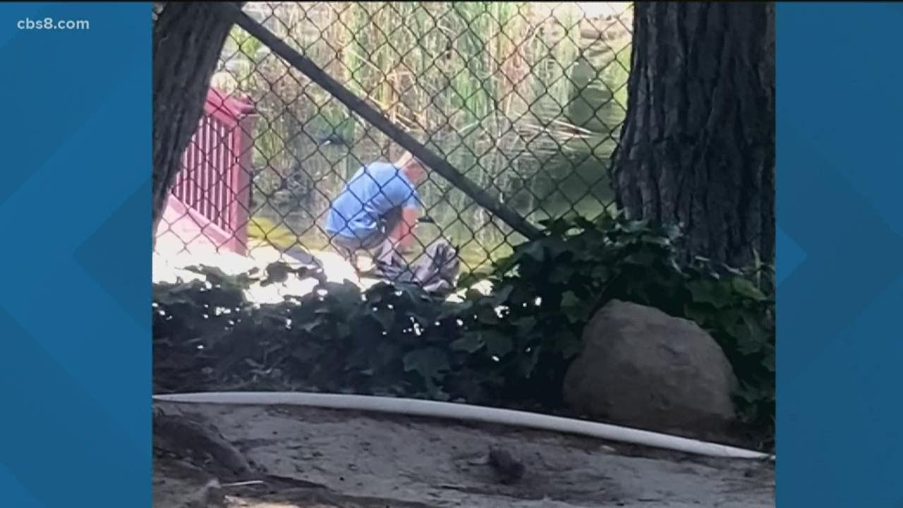 California wildlife officials investigating video showing man stealing a duck from a local pond