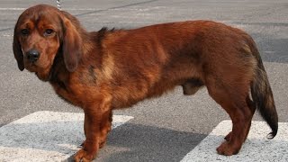 Alpine Dachsbracke / Dog Breed