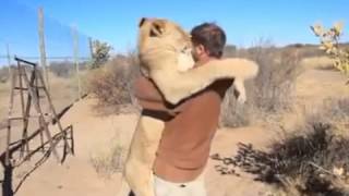 Lion give his owner a hug!