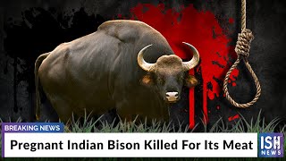 Pregnant Indian Bison Killed For Its Meat