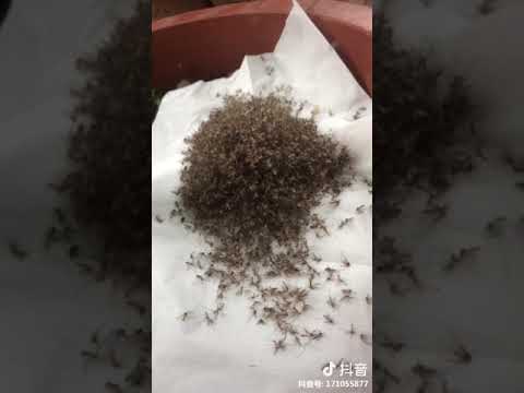 Electric UV Light Mosquito Killer Insect Grill Fly Bug Zapper Trap Catcher Lamp