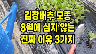 김장배추 모종 8월에 심지 않는 진짜 이유 3가지