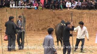 preview picture of video 'Ox Fighting Video At Khau Vai Love Market Festival In Meo Vac www.HaGiangTravel.com'