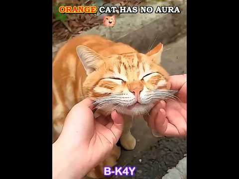 Orange Cats Has No Aura🐱✨#shorts #cat #orangecat #trolledit #phonk #catshorts #aura #viral #edit #us