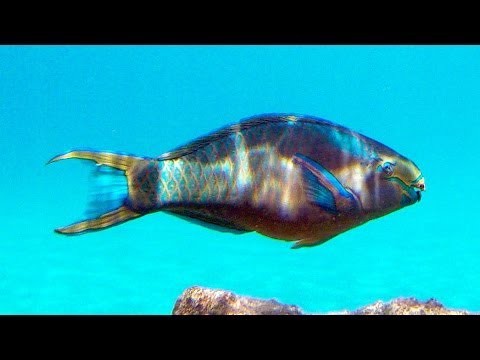 Snorkeling Calabas Reef | Bonaire