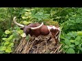 Menemukan Sapi Tanduk Panjang Sapi Moo Sapi Grandong Sapi Ungu Dan Sapi Lucu