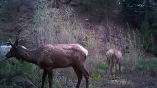 Elk in Eagle&#39;s Nest on May 26, 2016