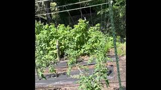 Garden Tour June 2022