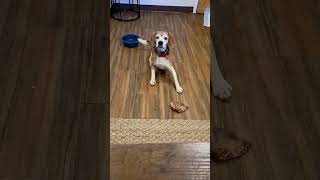 Video preview image #1 Beagle Puppy For Sale in Crystal, MN, USA