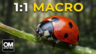 Video thumbnail for The BEST Macro lens for Micro Four Thirds: Olympus 60mm 2.8 by Chris Baitson