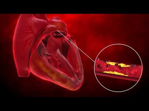 El corazón: el motor de la vida