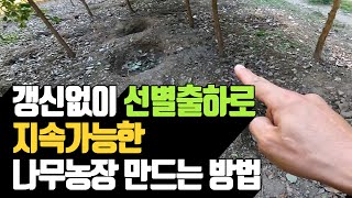 갱신없이 선별출하로 지속가능한 나무농장 만드는 …